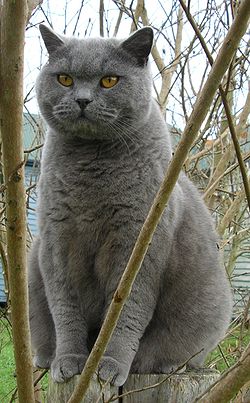 250px-britishblue_2.jpg