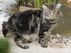 250px-mainecoon1.png